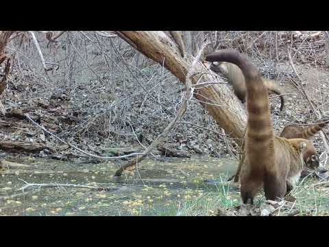 Coati Monday Coatimundi