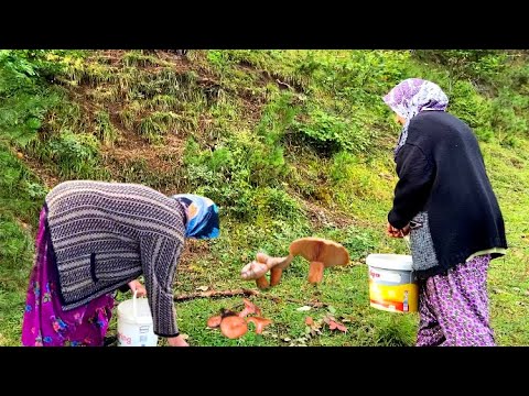 Köyde Mantar Toplayan Kadınlar Köy İşleri Köy Belgeseli
