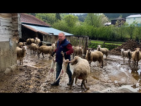 Türkiye Dağlarında Köy Hayatı Belgesel