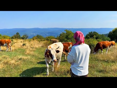 KÖYDE İNEK GÜTTÜK MUHTEŞEM KÖY HAYATI