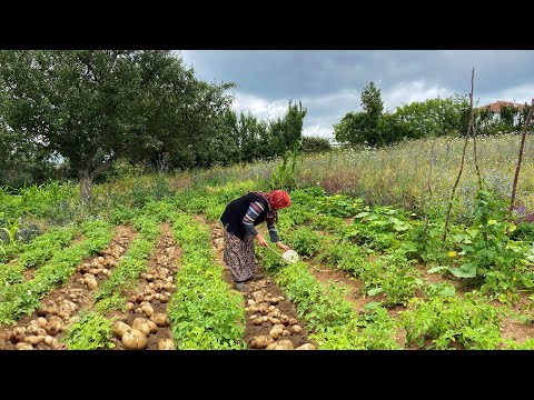 Köy Hayatı Günlük Vlog Köylü Kadınların Kırsal Yaşamı Rutin