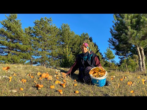 Köyde Kova Kova Mantar Nasıl Toplanır Türkiye nin Köyünde