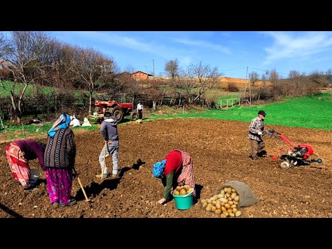 Patates Ekimi ve Köy İşleri Köy Belgeseli