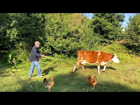 Köy Hayatı ve İnek Gütmek