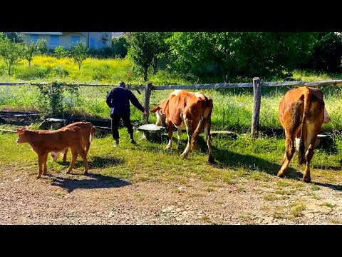 Köyde Hayvancılık ve Yalak Yapımı Belgesel
