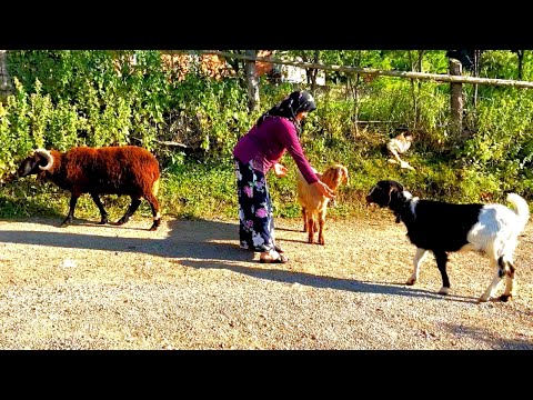 Köyde Yaşayan İnsanlar ve Hayatları Köy Belgeseli