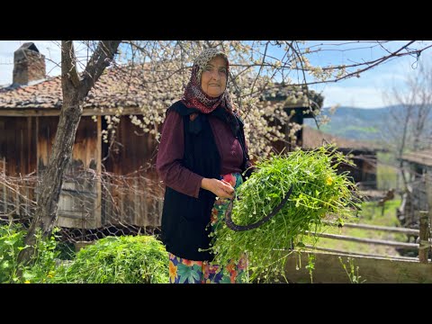 Dağ Köyünde Yaşam Günlük Köy Hayatı Belgesel