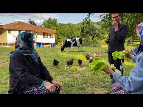 Köyde Günlük İşler Dağ Köyünde İnanılmaz Yaşam Türkiye Köy