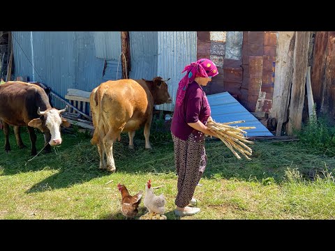Köy Hayatı Dağ Köyündeki Yaşlı Bir Çiftin Yaşamı