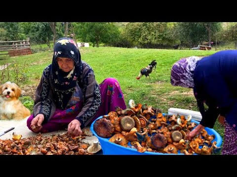 Köyde Kova Kova Mantar Nasıl Toplanır Köy Belgeseli