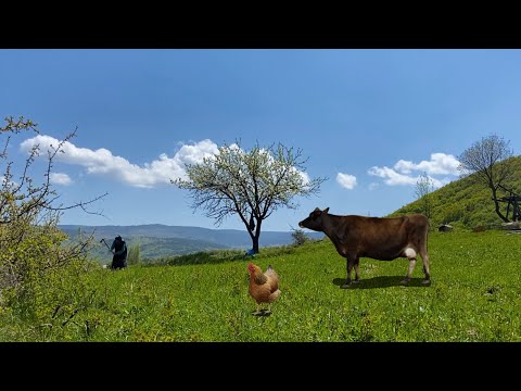 Günlük Köy Hayatı Türkiye Köyünde Yaşam Köy Belgeseli