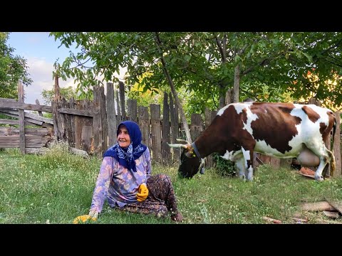 Köy Hayatı Günlük Köy İşleri Türkiye nin Köyünde Zorlu