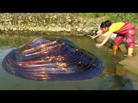 There are giant clams appearing Today we need a batch of