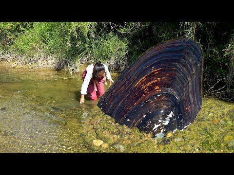 Half of the river clam is exposed in Heshali it looks too