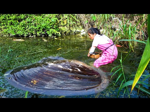 The swamp here is particularly dense The pearl clam is also