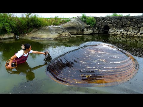 There are big river clams passing by here every day indeed