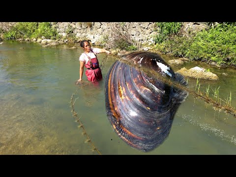 This is an old river clam and the pearls are particularly