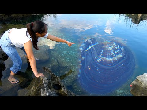 The big river clam can see clearly in the water and the