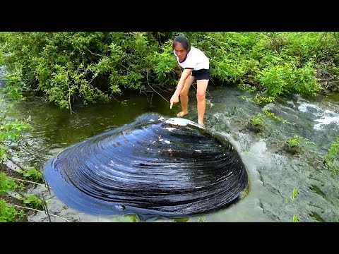 Clams grow up in mountain spring water and the pearls
