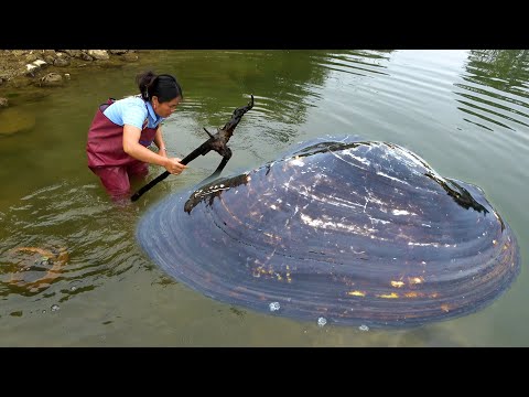 How many pearls are there in the river Pearl clams are