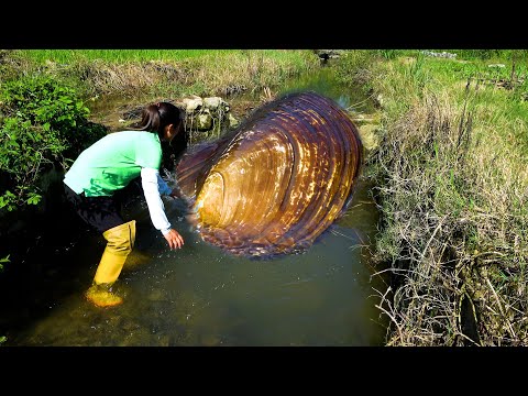 The clam quietly emerged from the water looking like there