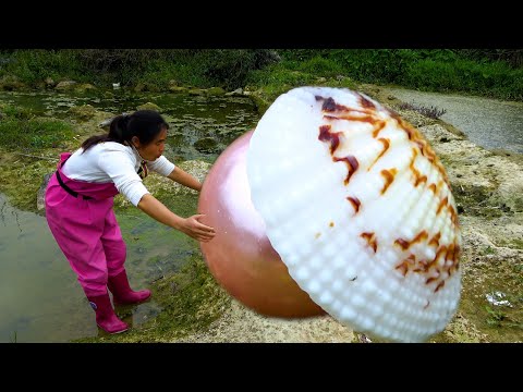 This kind of pearl clam is the most beautiful and rare in