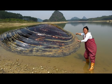 The river clams in the large reservoir are large and have