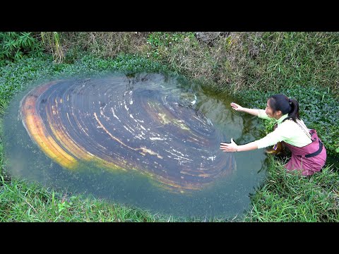 The pearl clam hides very well It turns out that there are