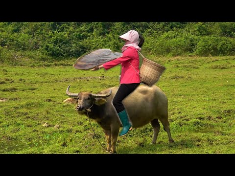 The beauty is too addicted to herding cattle while picking
