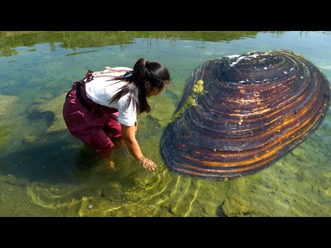 The river water is clear to the bottom and you can see the