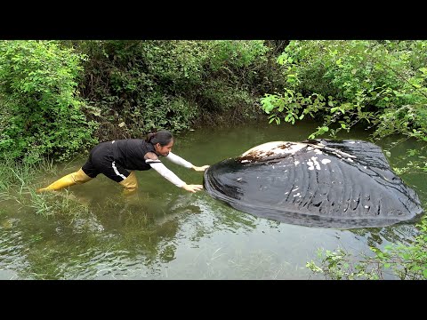 A big clam was found in a small pond and the beautiful