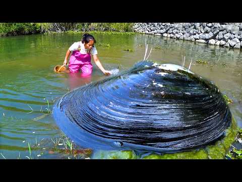 There are many river clams in rural areas and beautiful