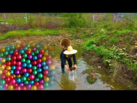Picking up century old pearl clams from the pond the pearls
