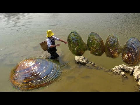 The clams lined up like a tug of war forcing the pearls to