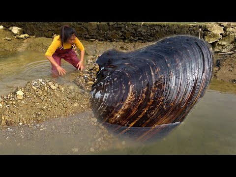 Wow it s a huge river clam again