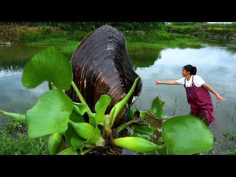 The big river clam has emerged behind the water hyacinth