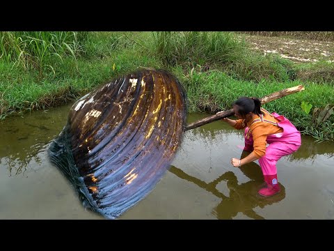 There are so many pearls in the big river clam that it s