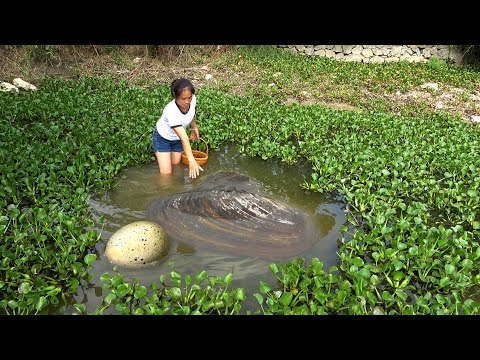 The clam has laid eggs and the beauty is too lucky The