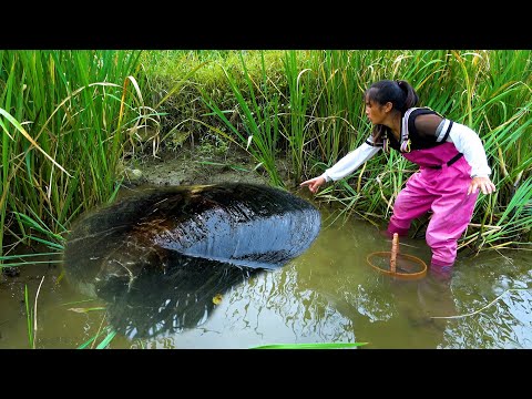 The big river clam hides deep enough it turns out there are