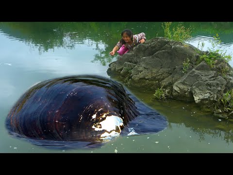 A large river clam appeared on the water surface but there