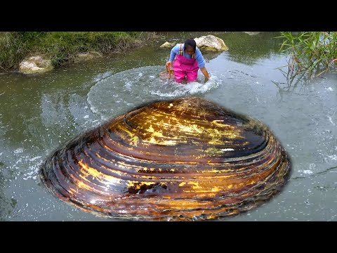 For a better pearl I found this largest river clam