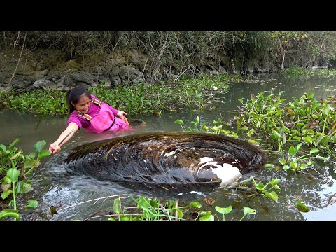 There are large river clams under the water hyacinth and