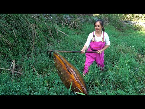 The beauty used a rake to dig out a plump pearl clam in the