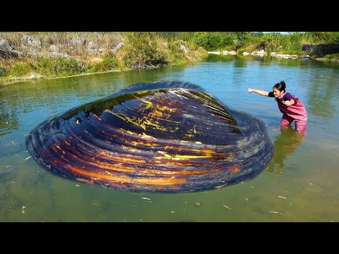 The river clams here are very strong no wonder the pearl is