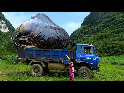 A rare large pearl clam with plenty of pearls