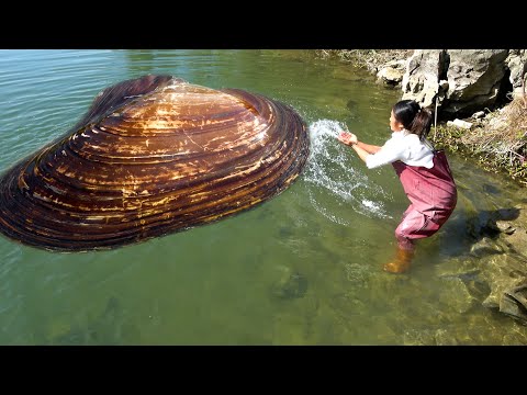 Wherever the water is good there are big river clams Look