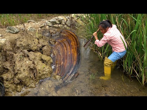 The mud moved and moved and after digging a huge pearl clam