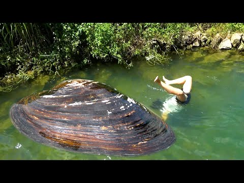The river clam hides too deep and can only go into the