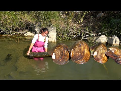 This string of big river clams has a pile of pearls pulled