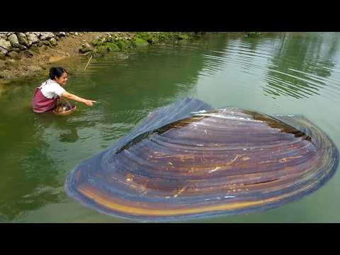 What are the pearls in the big river clam like How beautiful